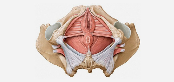 Região inferior da pelve com representação da musculatura íntima