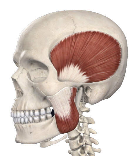 Disfução Têmporo-Mandibular